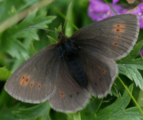 Erebia manto