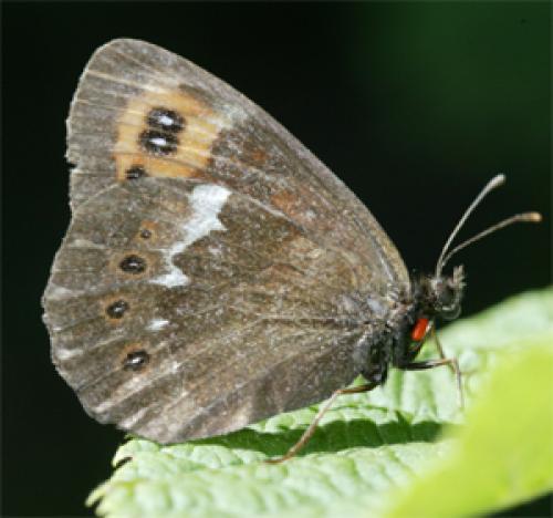 Erebia ligea