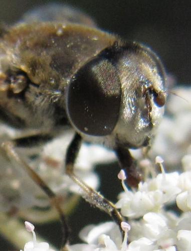 Eristalis arbustorum