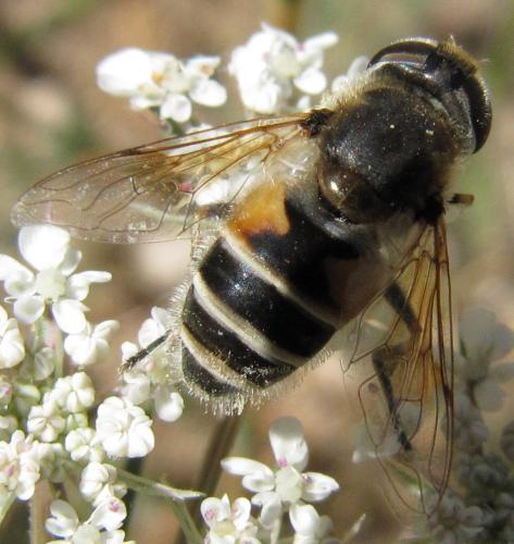 Réf. 49 933 : Eristalis arbustorum