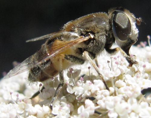 Eristalis arbustorum