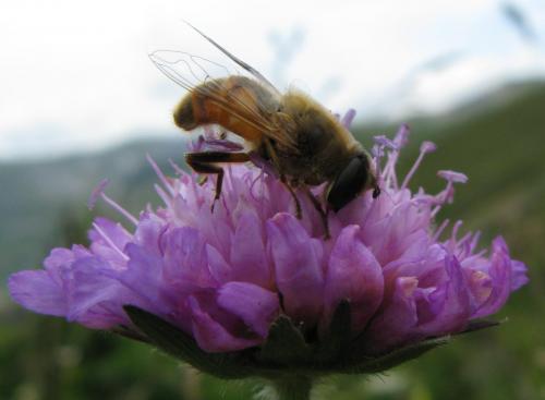 Eristalis tenax
