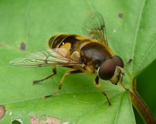 Eristalis horticola