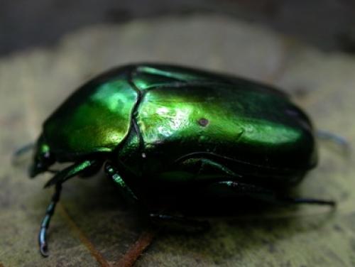 Cetonischema speciosissima