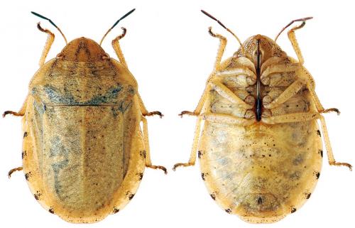 Réf. 49 091 : Eurygaster dilaticollis