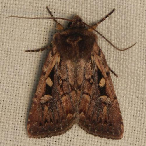 Réf. 49 756 : Xestia agathina