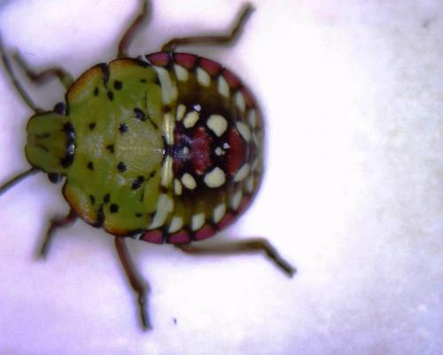 Nezara viridula