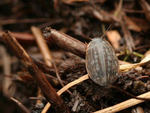 Acilius sp.