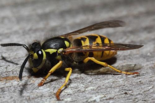 Réf. 49 257 : Vespula sp.
