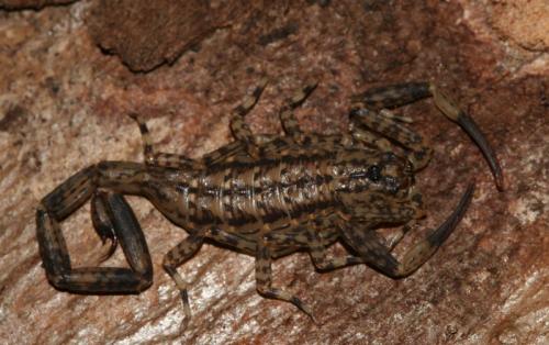 Isometrus maculatus