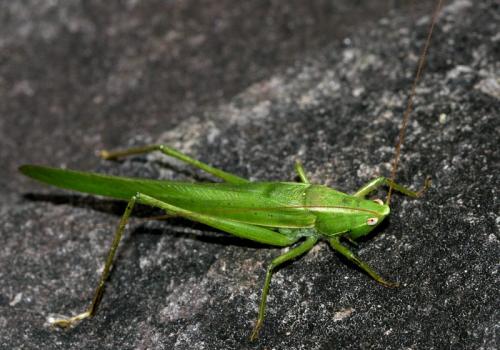 Ruspolia sp.