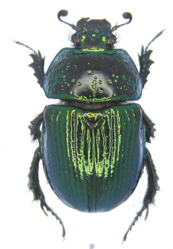 Réf. 49 081 : Odontotrypes balthasari