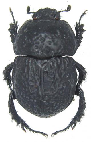 Odontotrypes haba