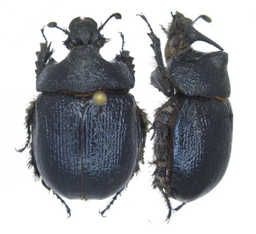 Enoplotrupes bieti