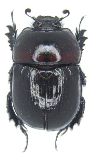 Odontotrypes bimaculatus