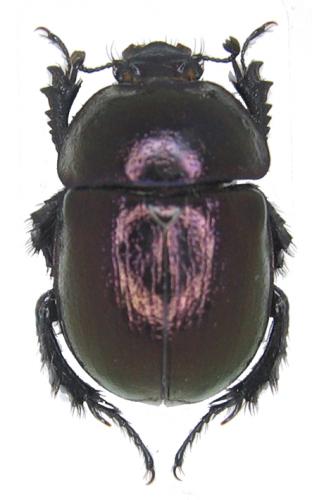 Odontotrypes roborowskyi