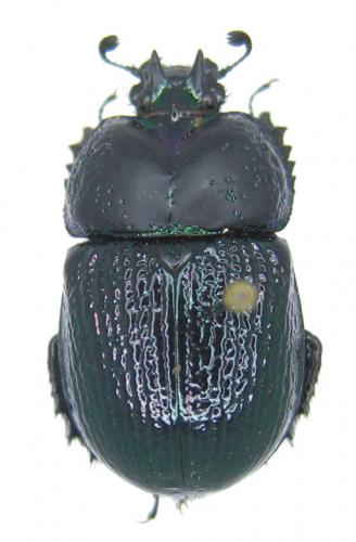 Réf. 49 157 : Odontotrypes taurus