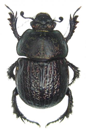 Réf. 49 119 : Odontotrypes xue
