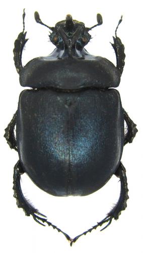 Enoplotrupes largeteaui