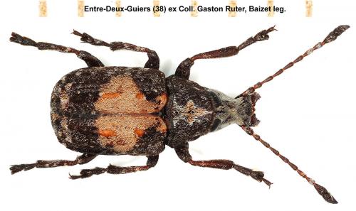 Réf. 49 686 : Gonotropis gibbosa