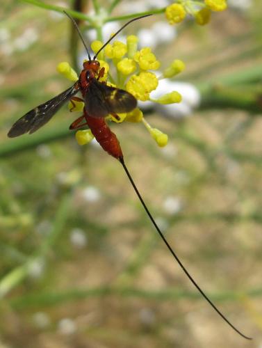 Réf. 49 363 : Glyptomorpha sp.