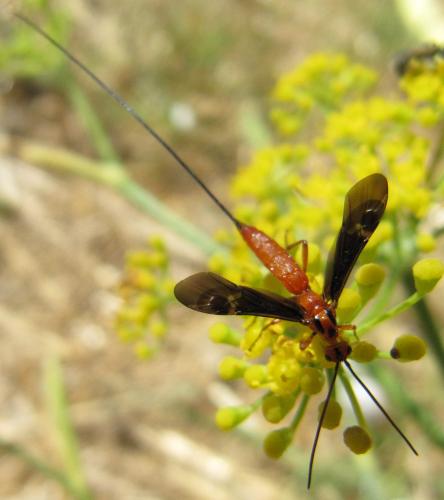 Réf. 49 362 : Glyptomorpha sp.