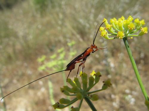 Réf. 49 361 : Glyptomorpha sp.