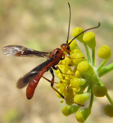 Réf. 49 384 : Glyptomorpha sp.