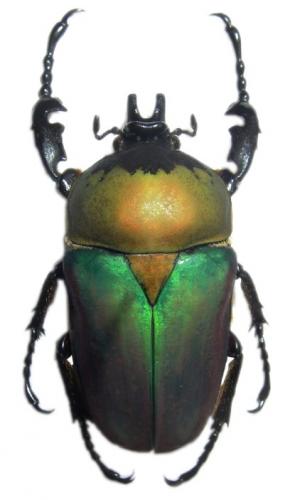 Compsocephalus bennigseni