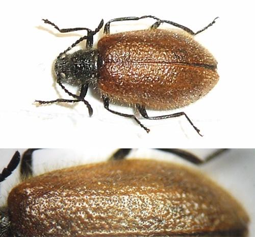 Lagria grenieri