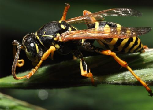 Polistes biglumis