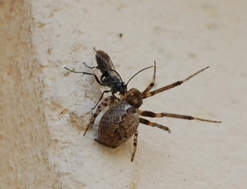Agenioideus sericeus