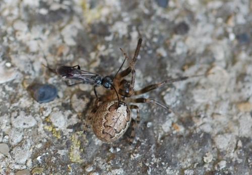 Agenioideus sericeus
