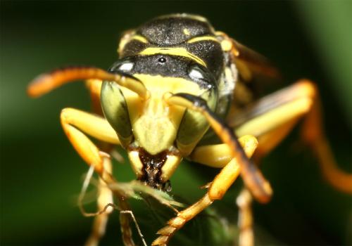 Réf. 49 481 : Polistes biglumis