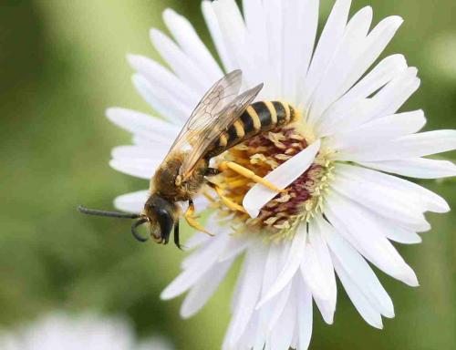 Halictus scabiosae