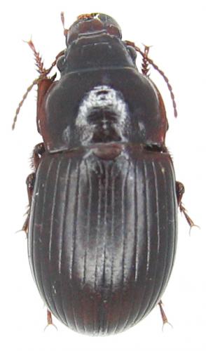 Réf. 49 388 : Zabrus peristericus