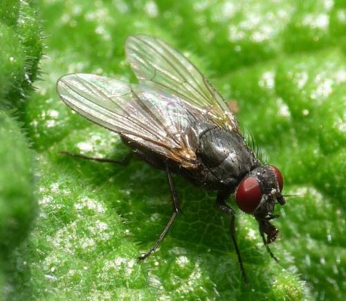 Réf. 49 815 : Hydrotaea sp.