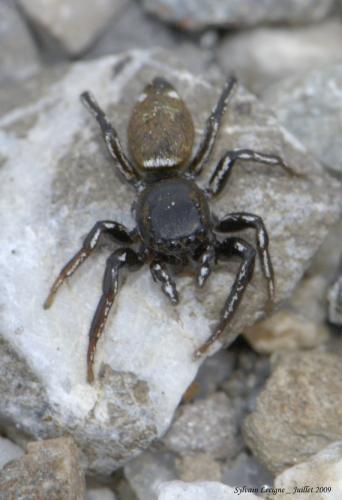 Réf. 49 037 : Heliophanus aeneus