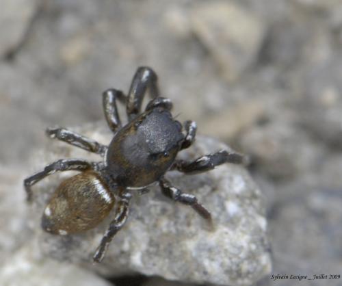 Réf. 49 038 : Heliophanus aeneus