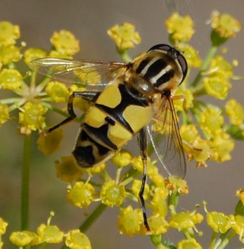 Réf. 49 709 : Helophilus trivittatus