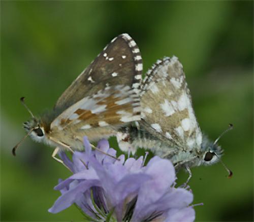 Réf. 49 944 : Pyrgus sp.