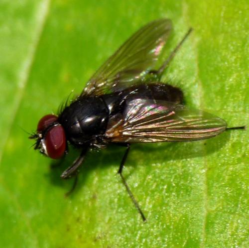 Réf. 49 667 : Hydrotaea similis