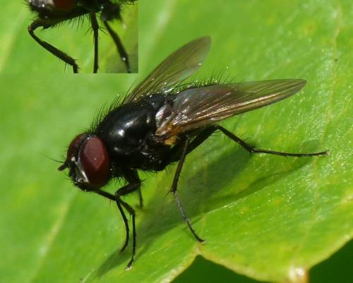 Hydrotaea similis