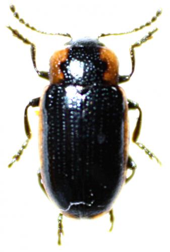 Prasocuris marginella
