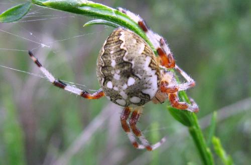 Araneus marmoreus