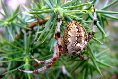 Réf. 49 391 : Araneus marmoreus