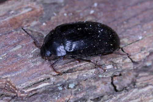 Prionychus fairmairii