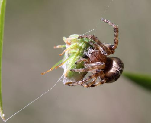 Larinioides cornutus