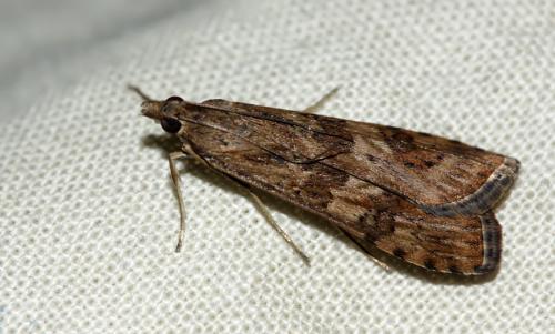 Nomophila noctuella