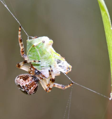 Larinioides cornutus